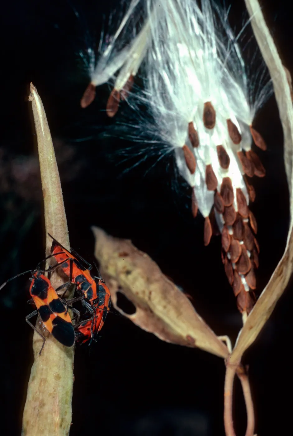Milkweed bugs on Asclepias fascicularis, Tunnel Road, Santa Barbara County