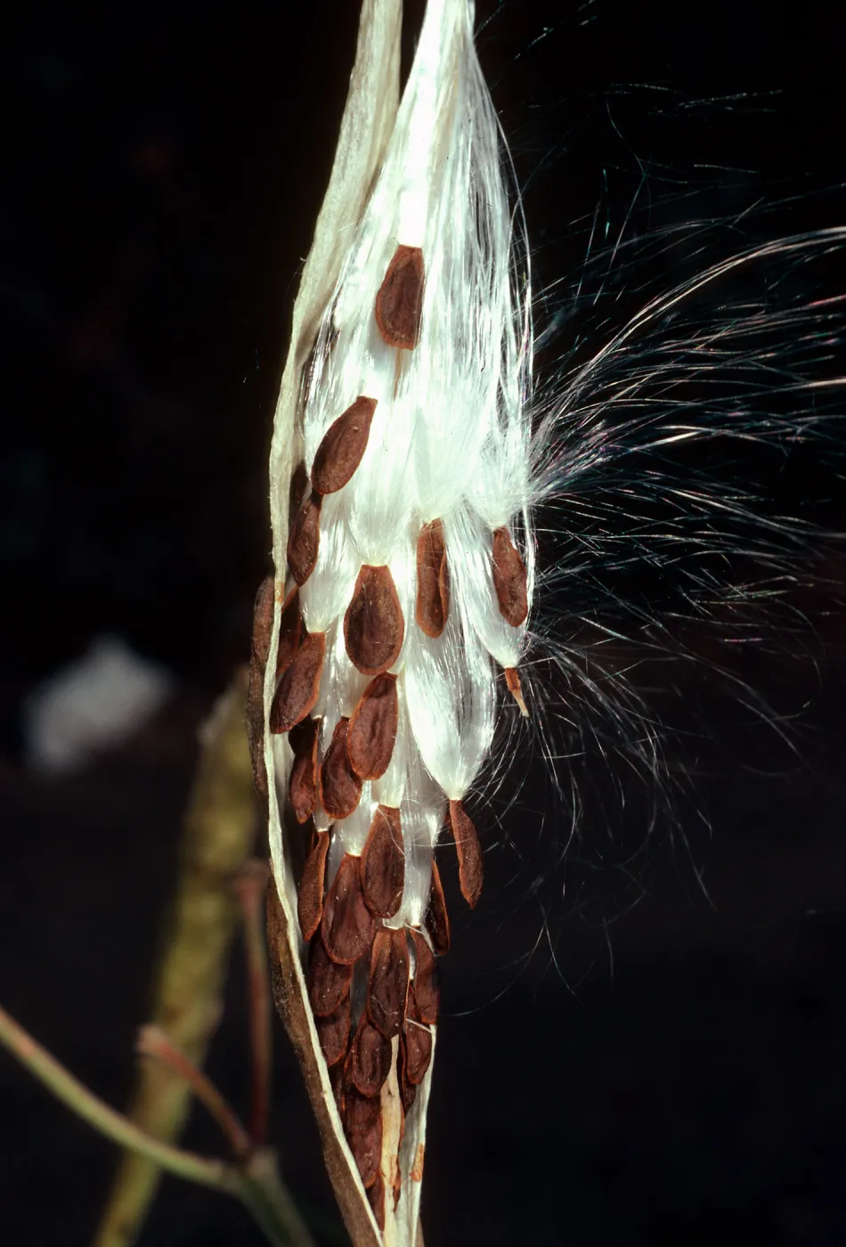 Asclepias fascicularis, Tunnel Road, Santa Barbara County