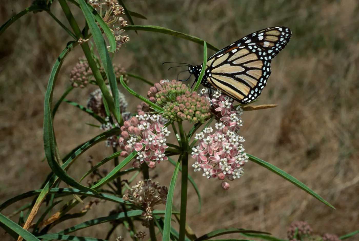 Asclepias fascicularis & Monarch Butterfly, Cherry Cove, Catalina Isl.