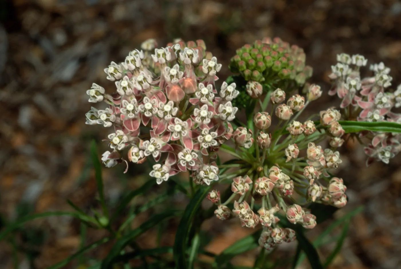 Asclepias fascicularis, Santa Barbara Botanic Garden