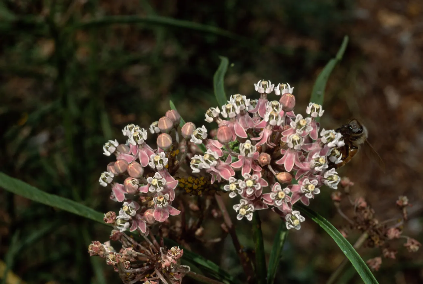 Asclepias fascicularis, Santa Barbara Botanic Garden