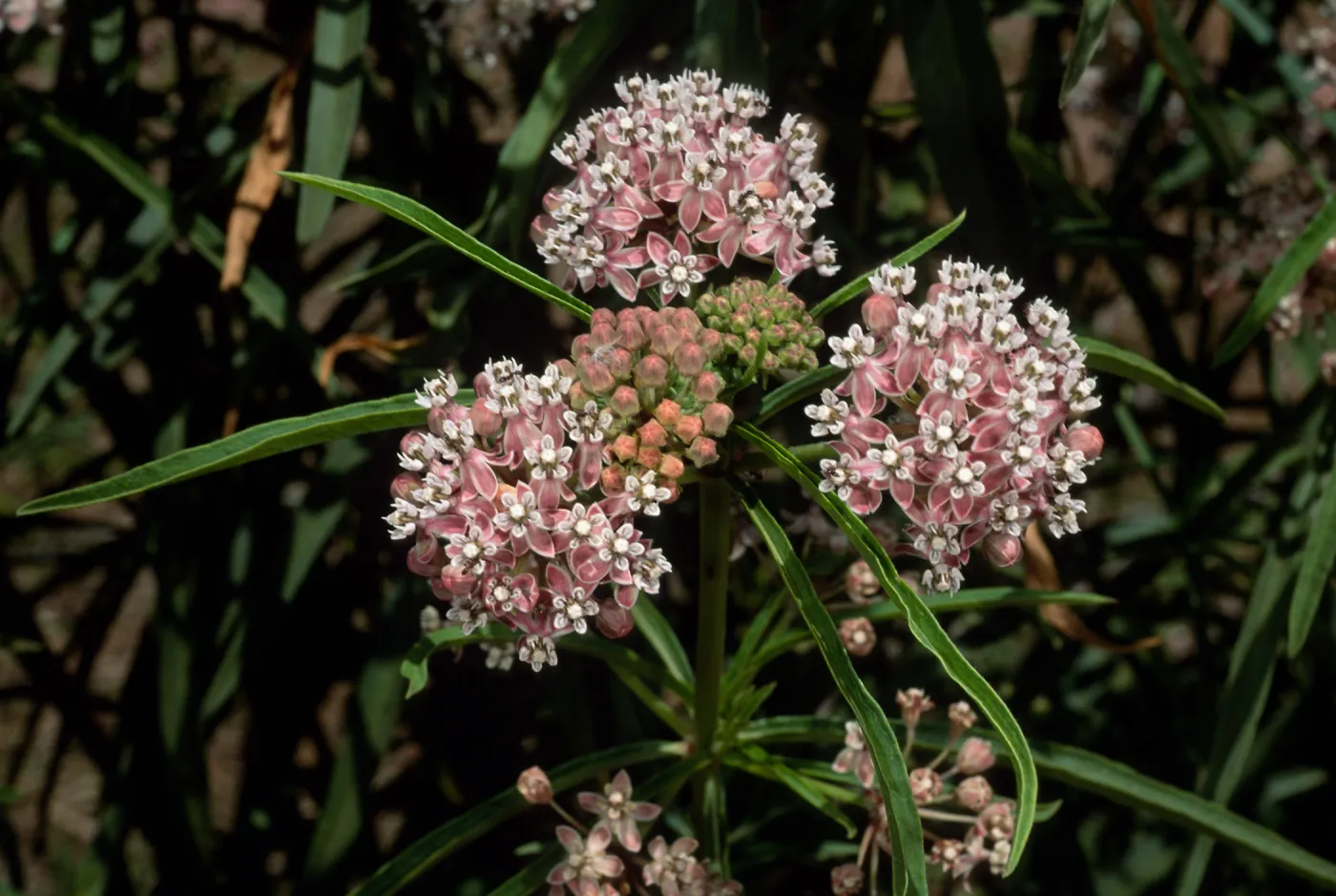 Asclepias fascicularis, Cherry Cove, Catalina Island