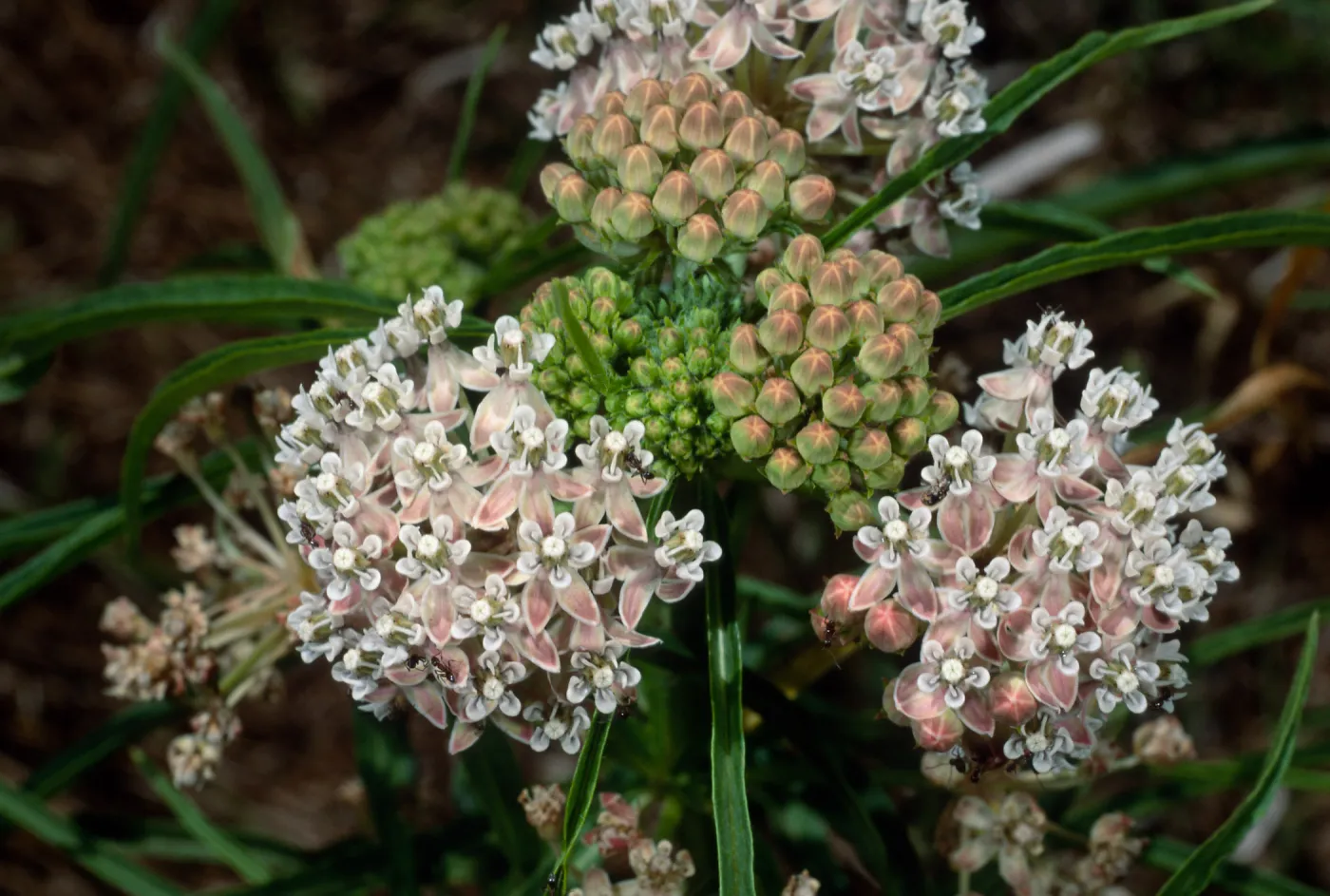 Asclepias fascicularis, Cherry Canyon, Catalina Island