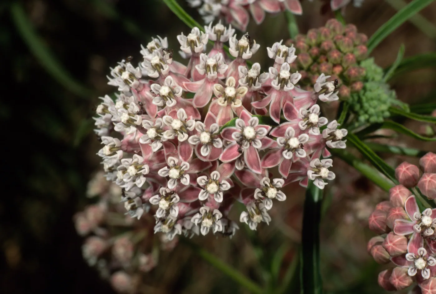 Asclepias fascicularis + ants, Cherry Cove, Catalina Island