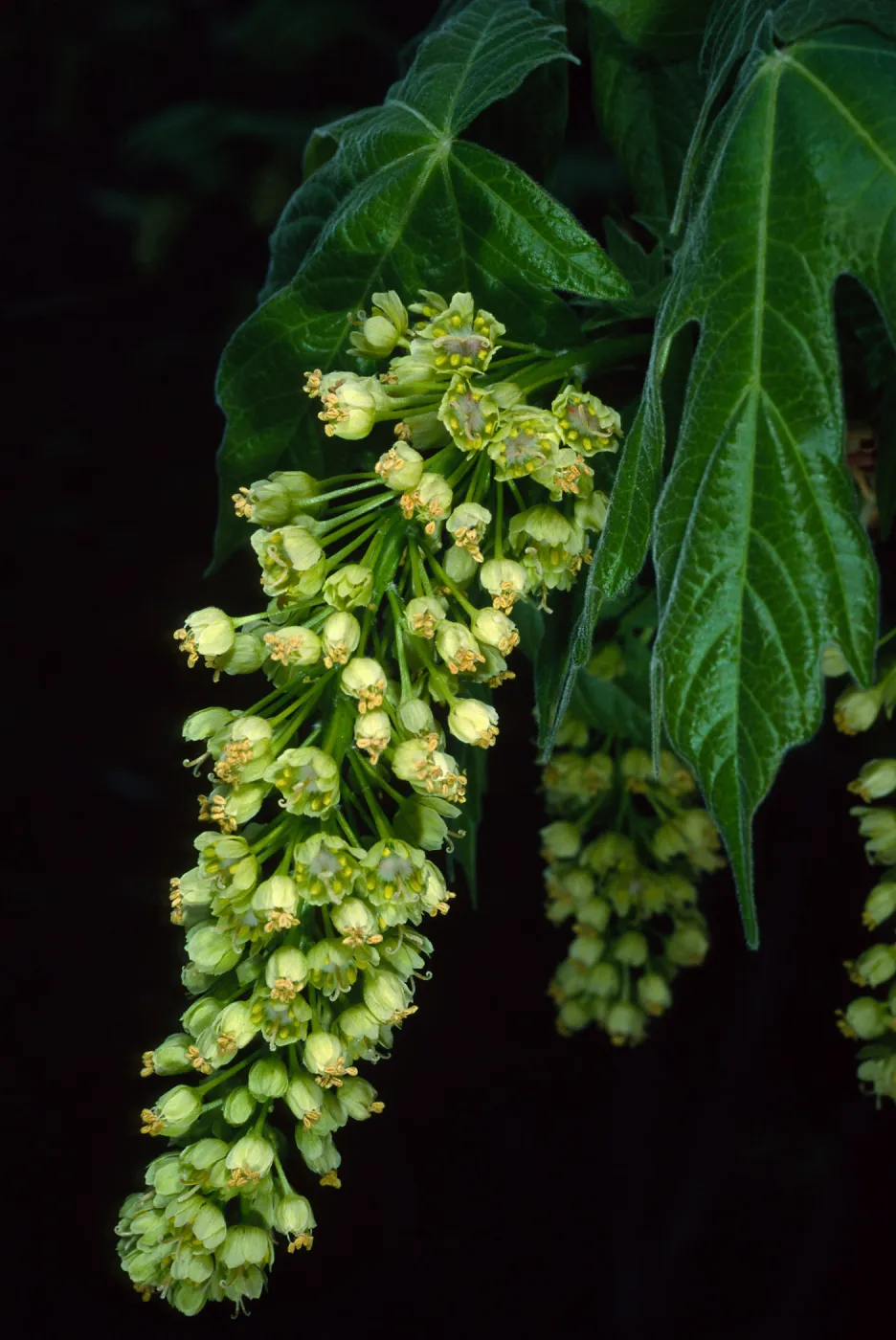 Acer macrophyllum, West fork of Cold Springs Trail, Santa Ynez Mountains