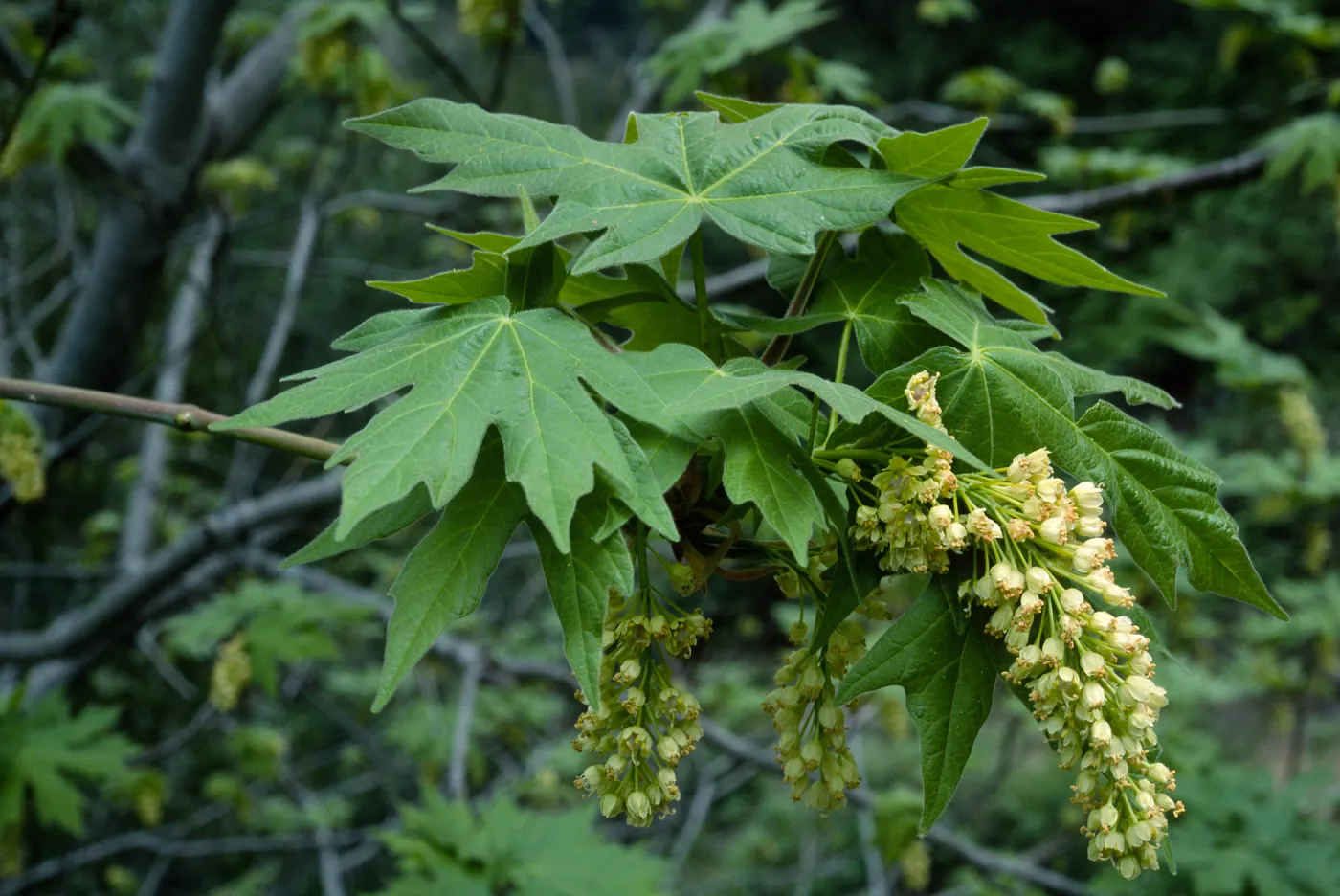 Acer macrophyllum, West fork of Cold Springs Trail, Santa Ynez Mountains