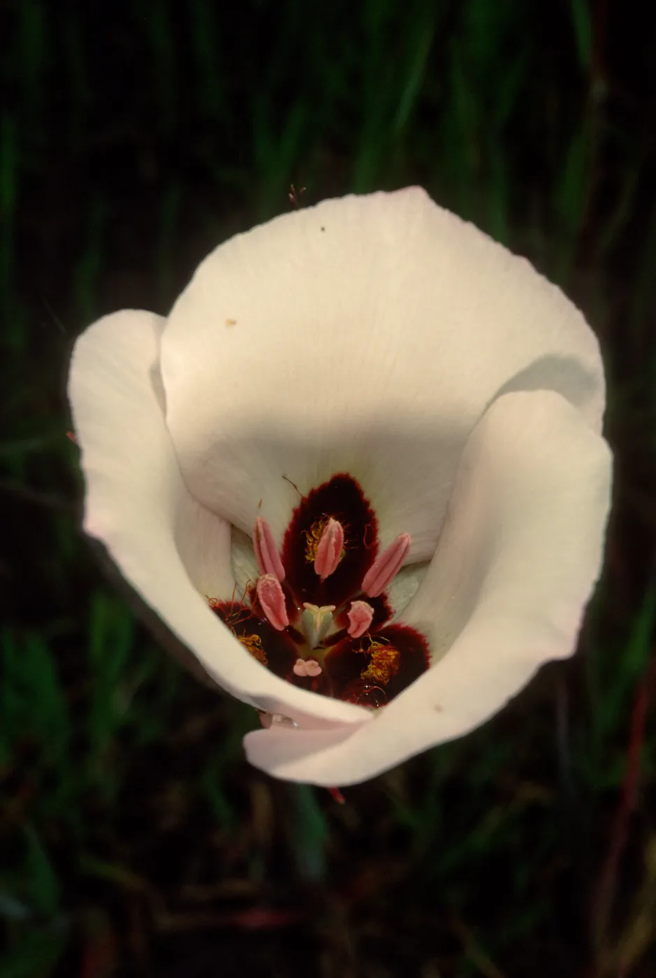 Calochortus catalinae, Toyon Bay Road, Catalina Island
