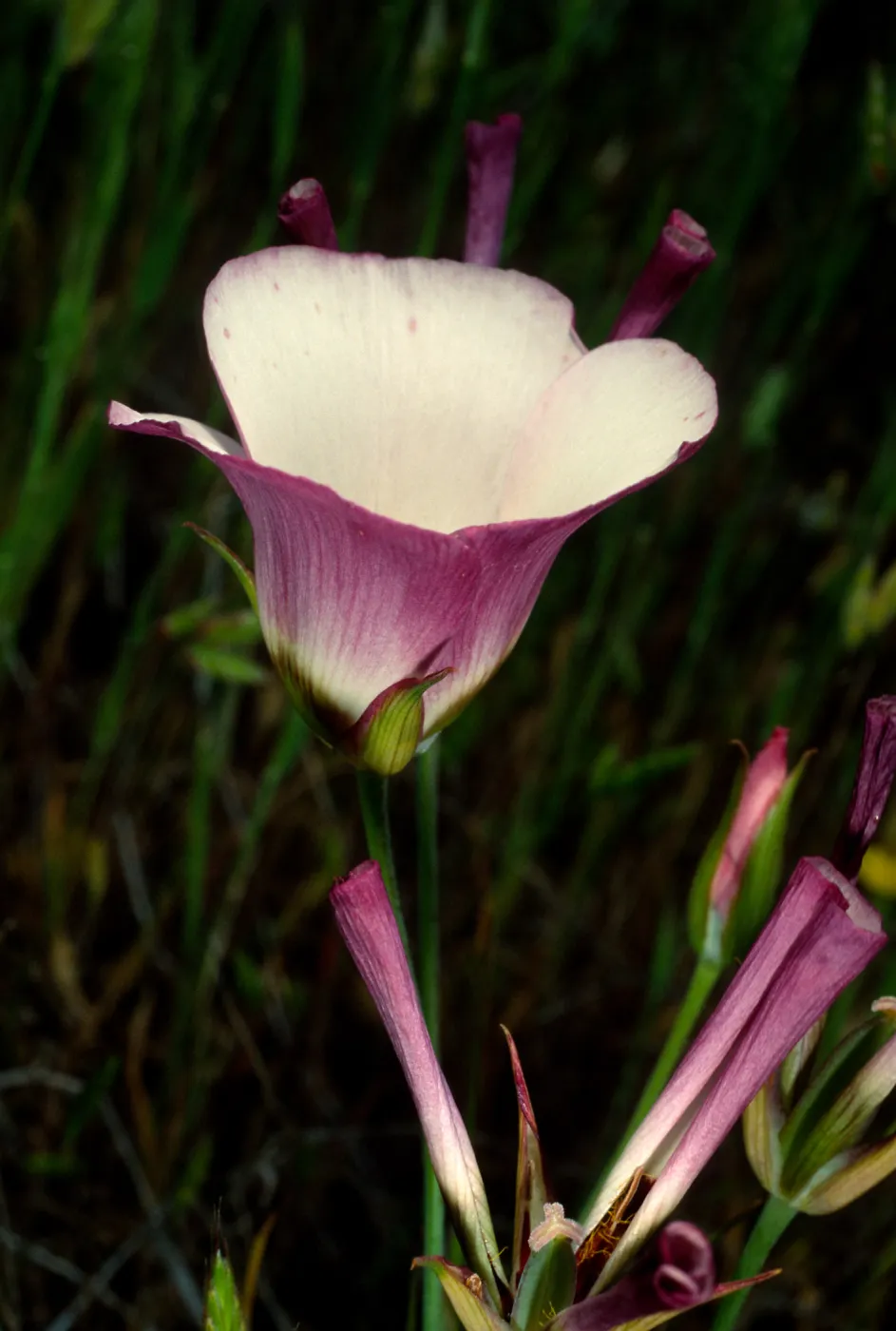 Calochortus catalinae, Catalina Island