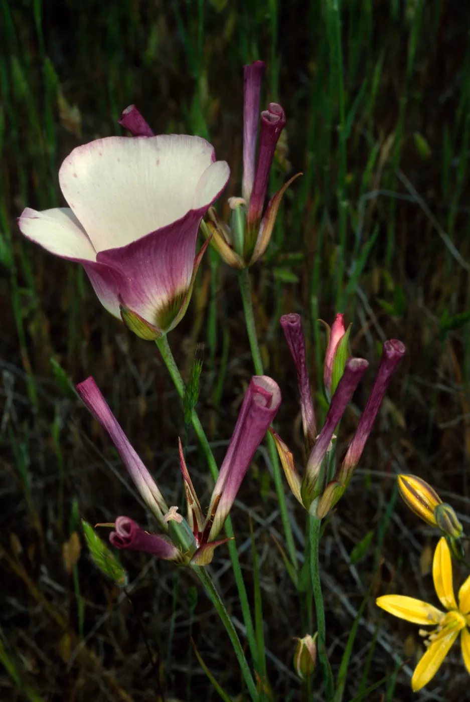 Calochortus catalinae w/Bloomeria crocea, Catalina Island