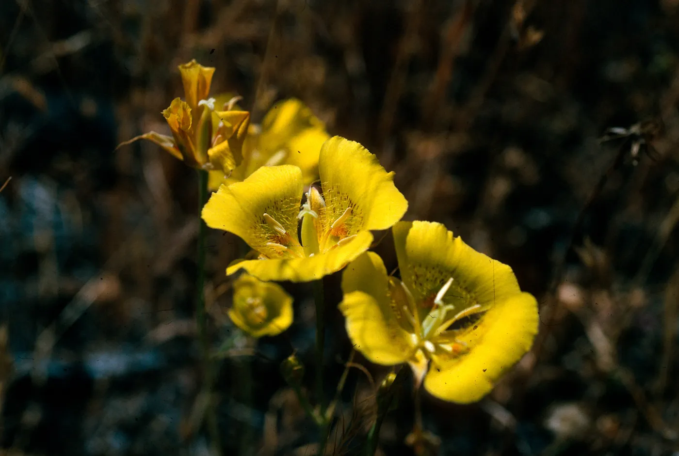 Calochortus luteus, road to Coches Prietos, Santa Cruz Island