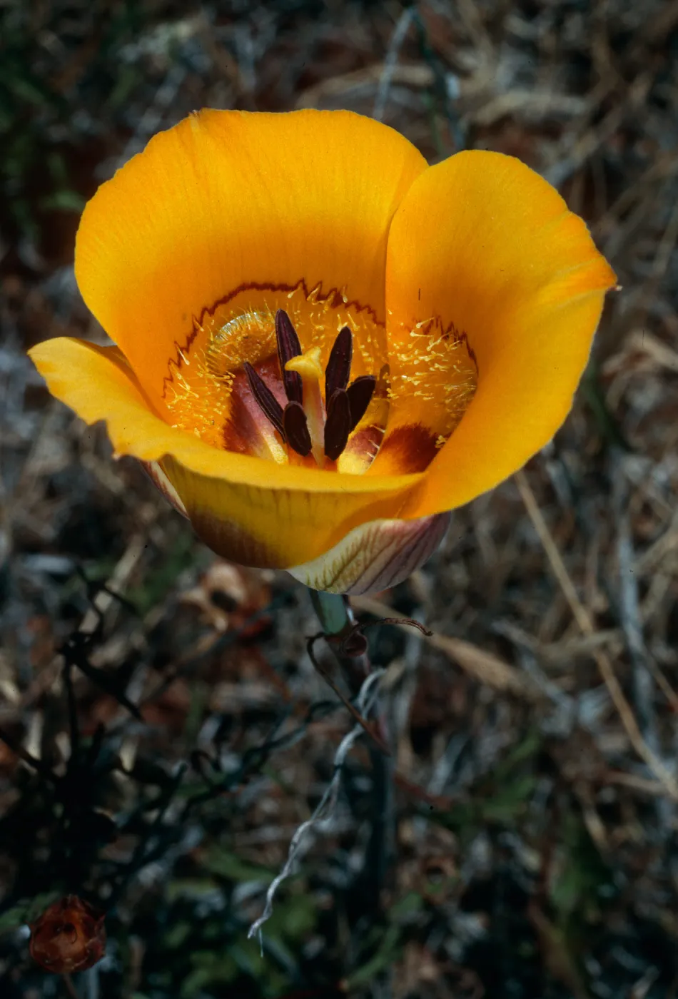 Calochortus clavatus, West Cuesta ridge, San Luis Obispo County