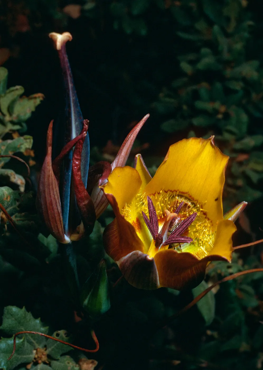 Calochortus clavatus, Cuesta Ridge Botanical area