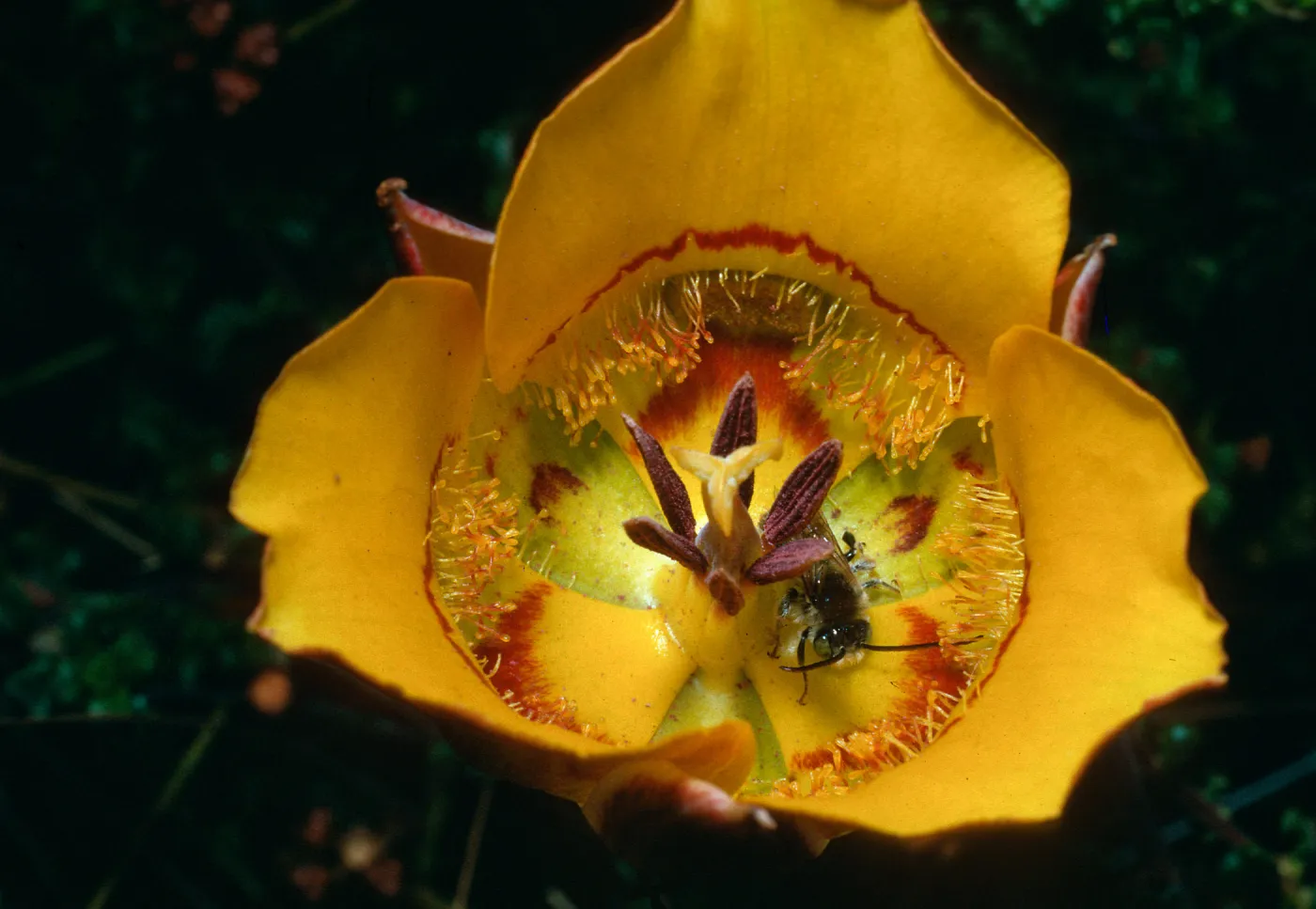 Calochortus clavatus, Cuesta Ridge Botanical area