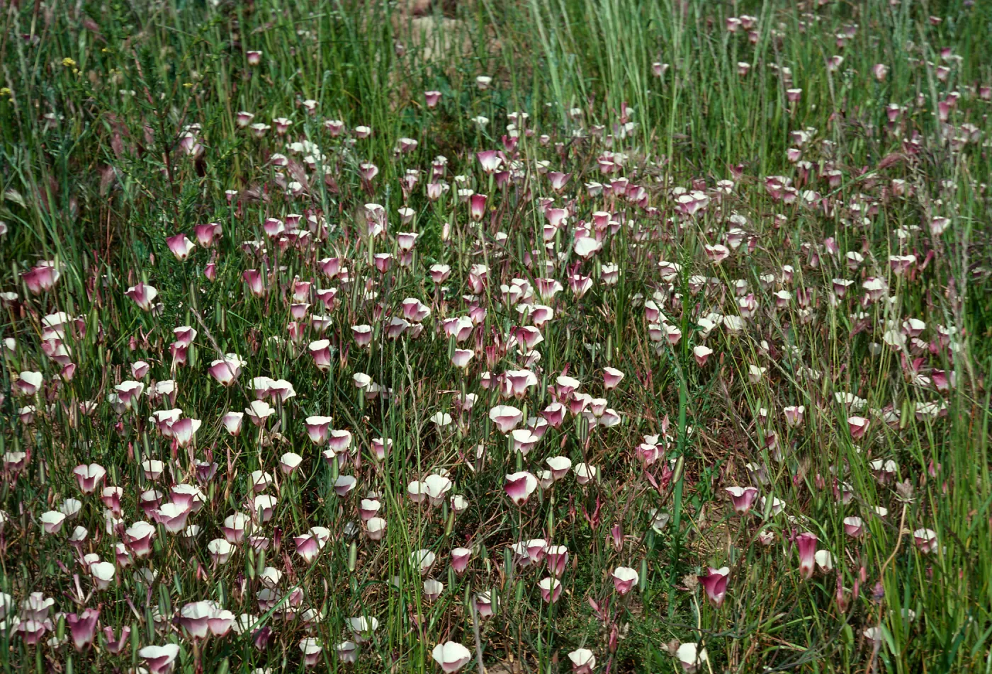 Calochortus catalinae, Charmlee County Park, Santa Monica Mountains