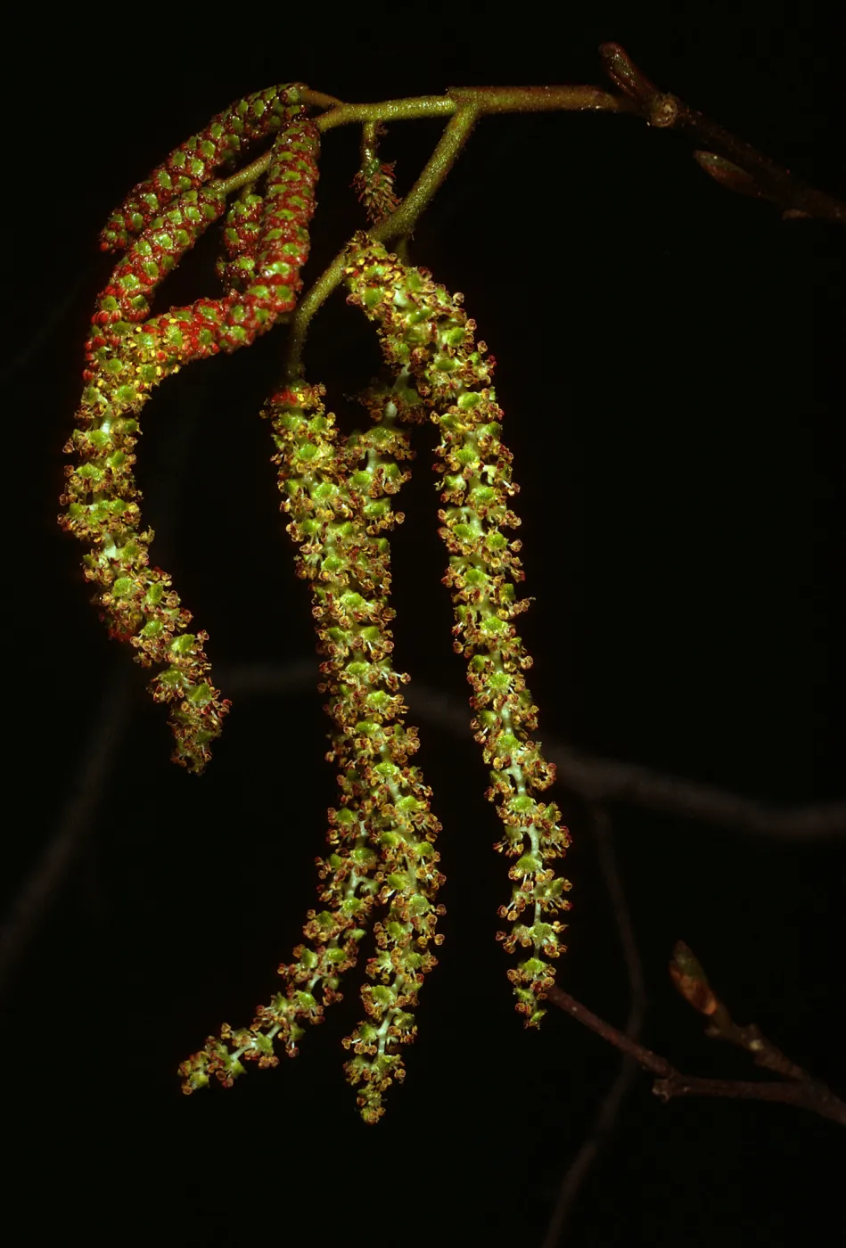 Alnus rhombifolia, West Camino Cielo