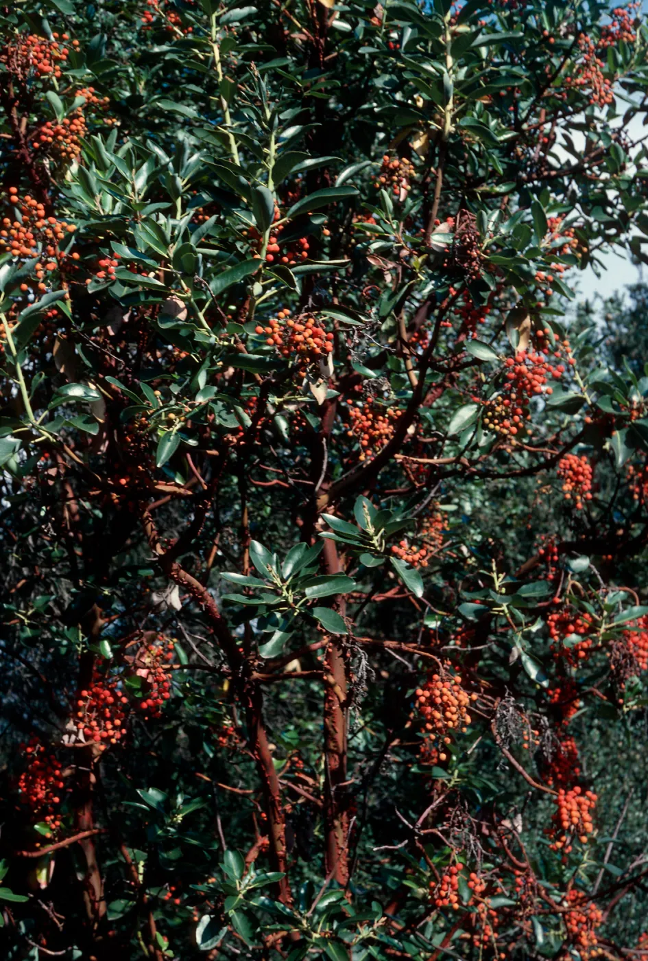 Arbutus, Arroyo Section, SBBG