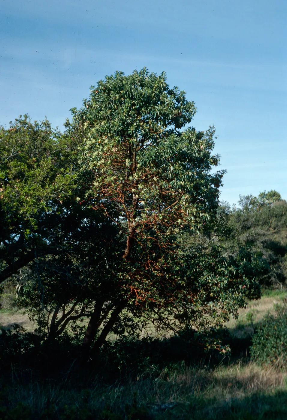 Arbutus menziesii, Refugio Pass, Santa Barbara County