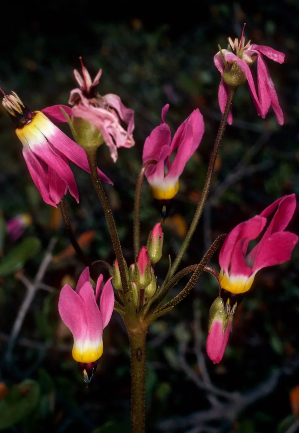 Dodecatheon, South ridge above Coches, Santa Cruz Island