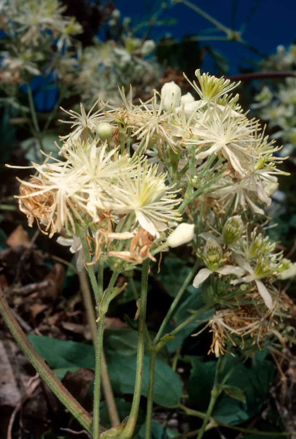 Clematis ligusticifolia, Willows Beach, Santa Cruz Island