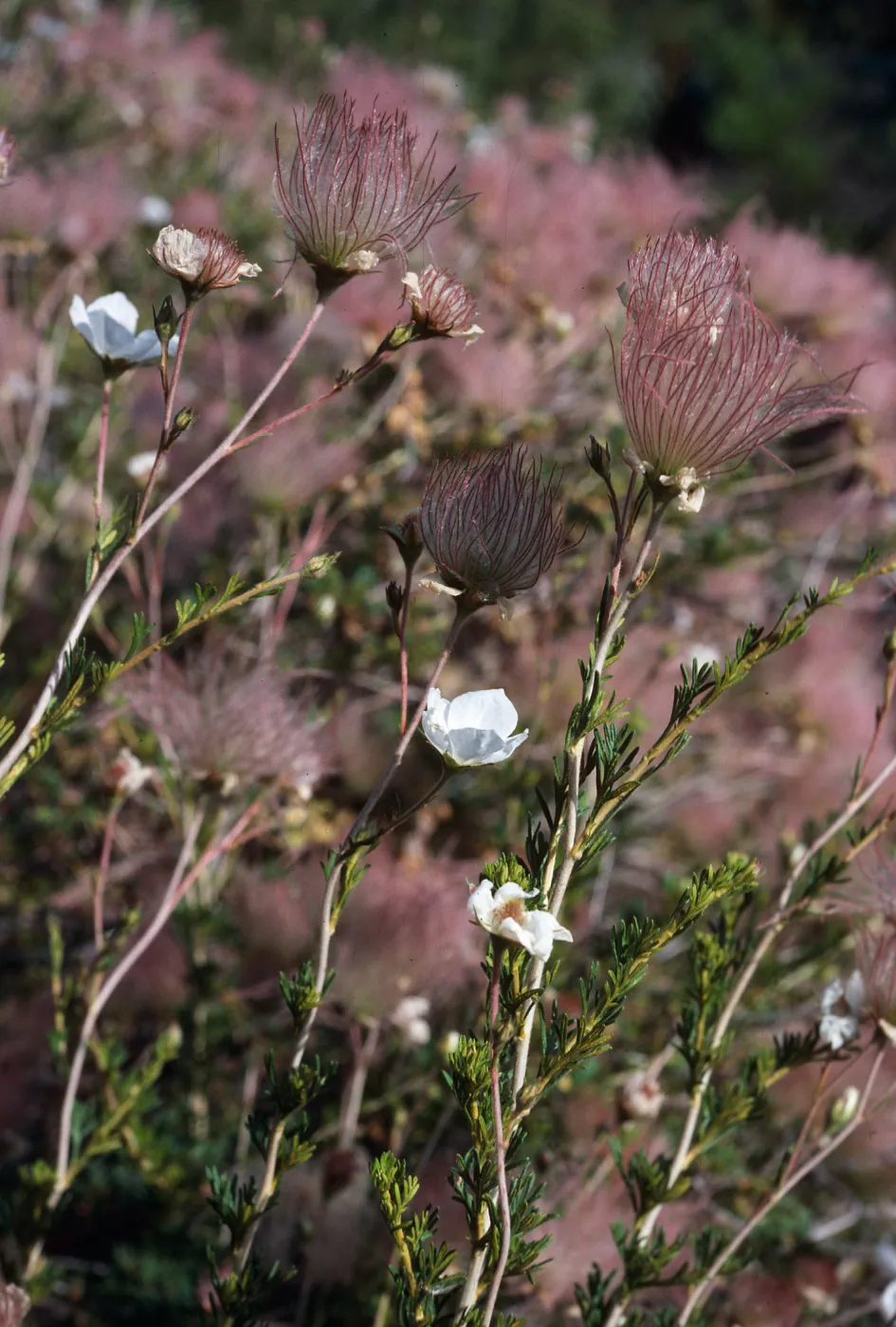 Fallugia paradoxa, Desert Section, Santa Barbara Botanic Garden