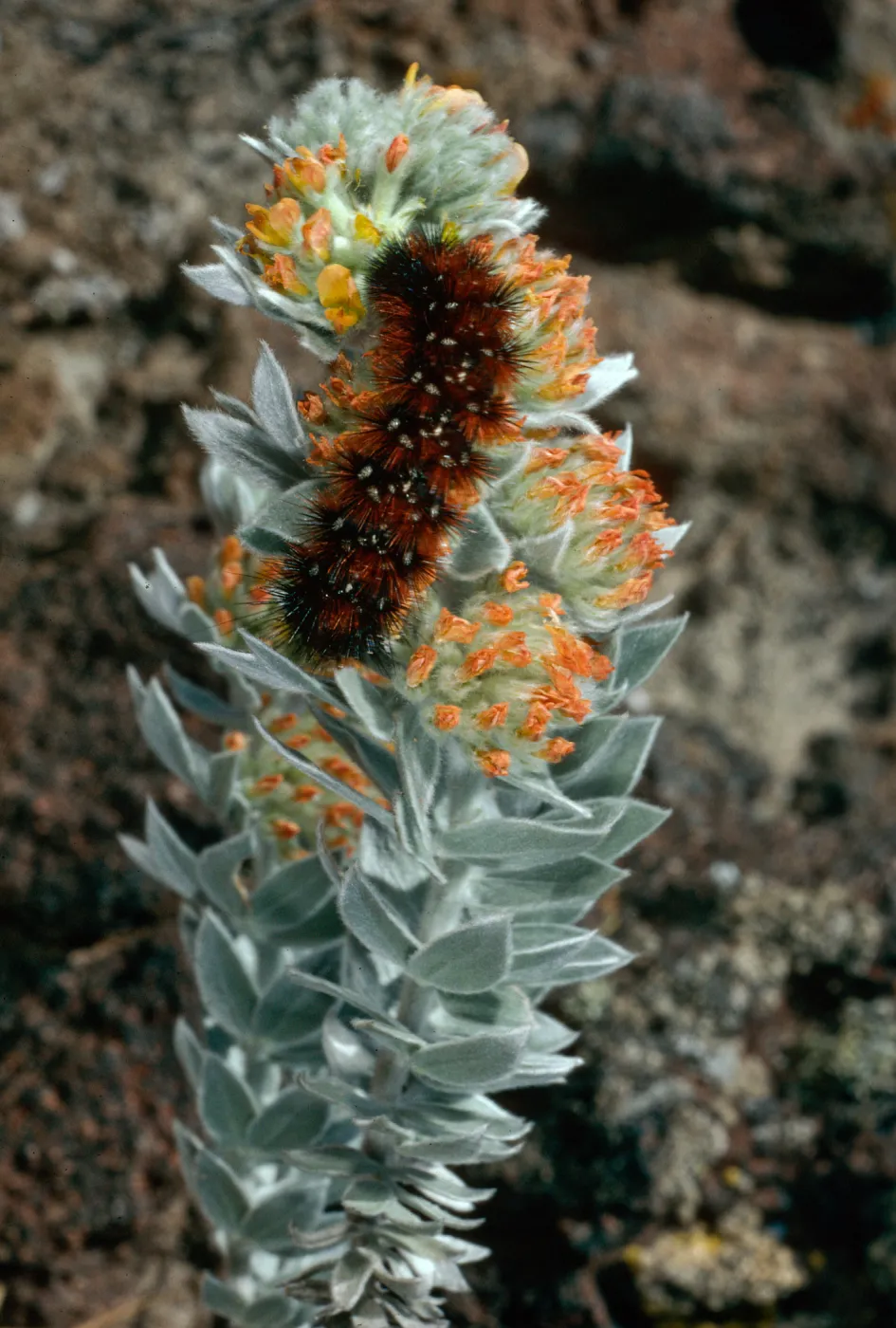 Arctiidae Caterpillar on Lotus argophyllus adsurgens, Sierra ridge, San Clemente Island