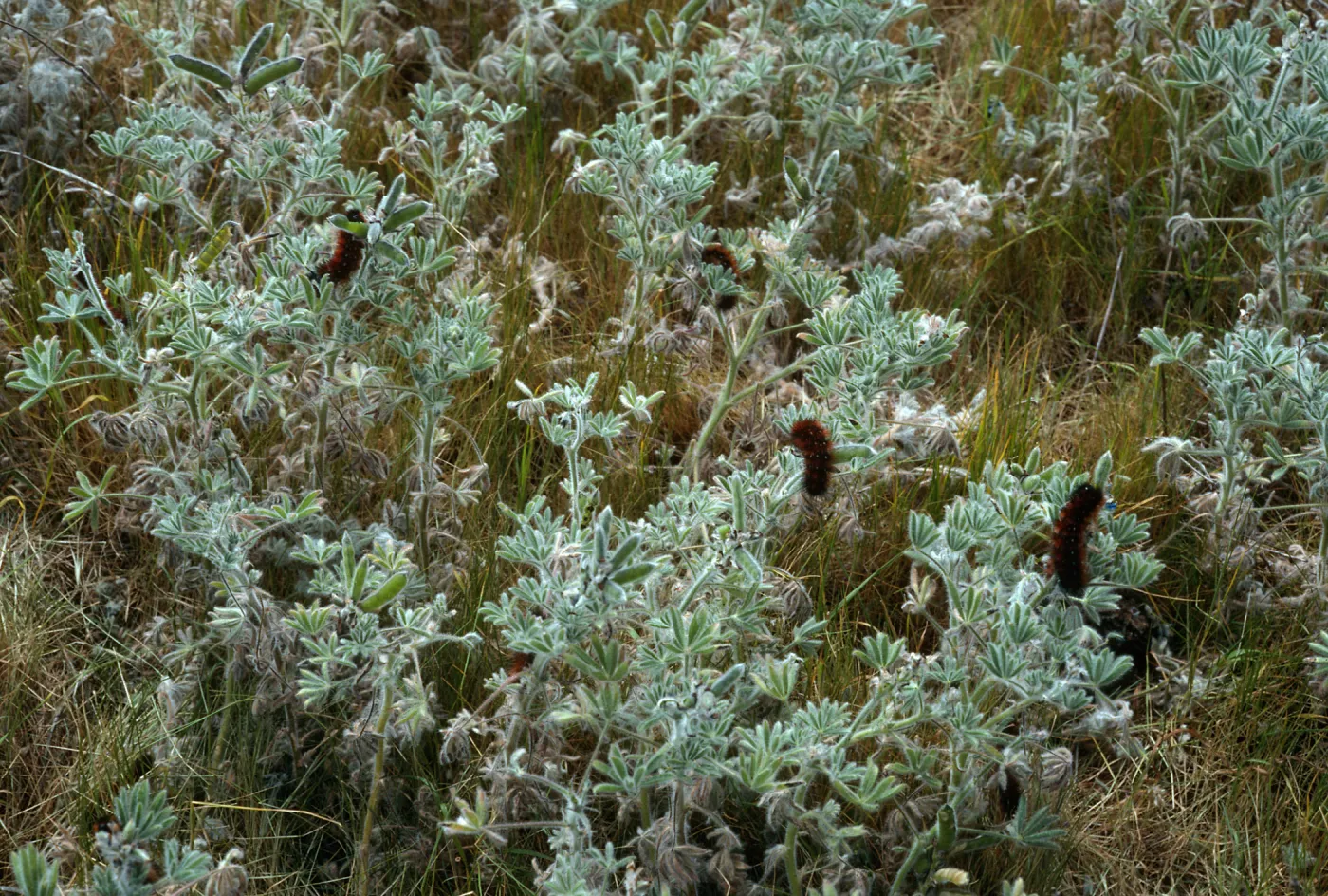 Arctiidae Caterpillars on Lupinus bicolor, near Malo, San Clemente Isl.