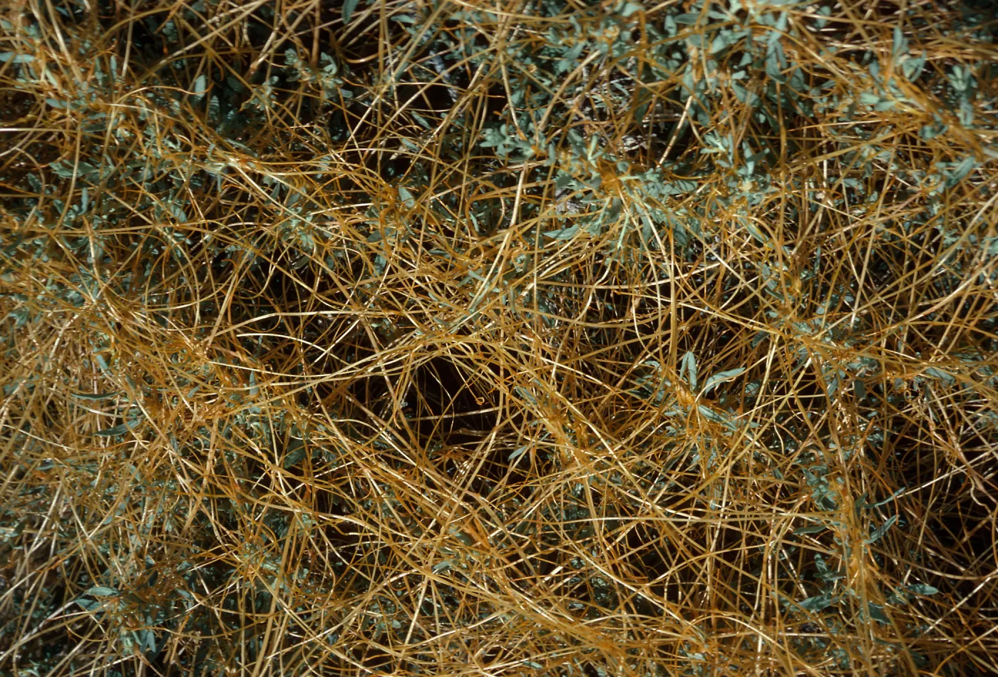 Cuscuta, Litttle Lake