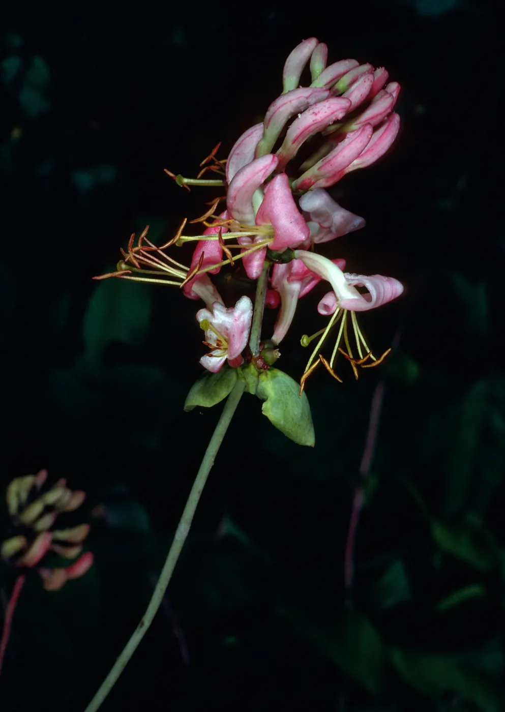 Lonicera hispidula vacillans, Cold Spring Canyon, Santa Ynez Mountains