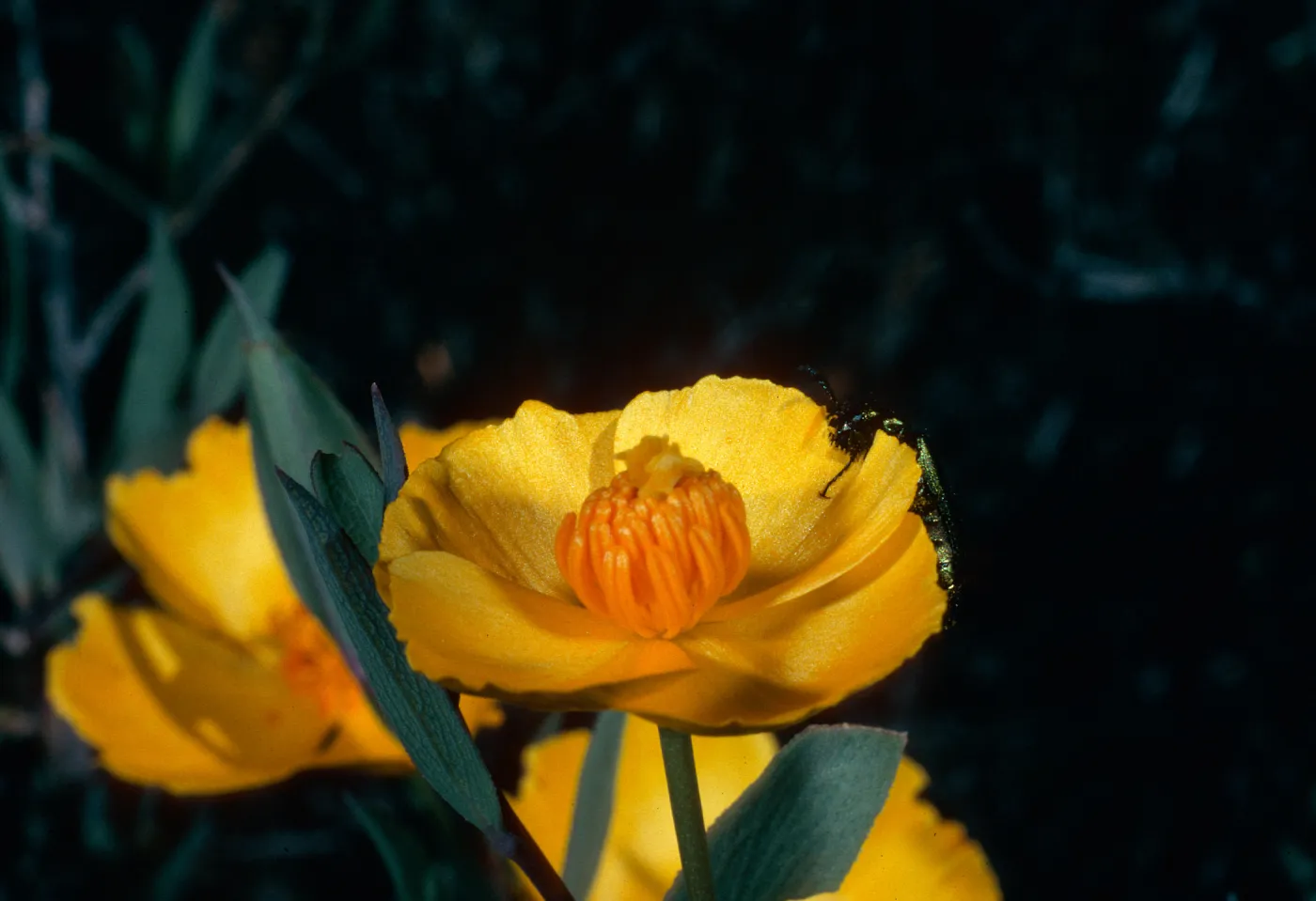 Dendromecon rigida, Beetle, Cuesta, San Luis Opispo County
