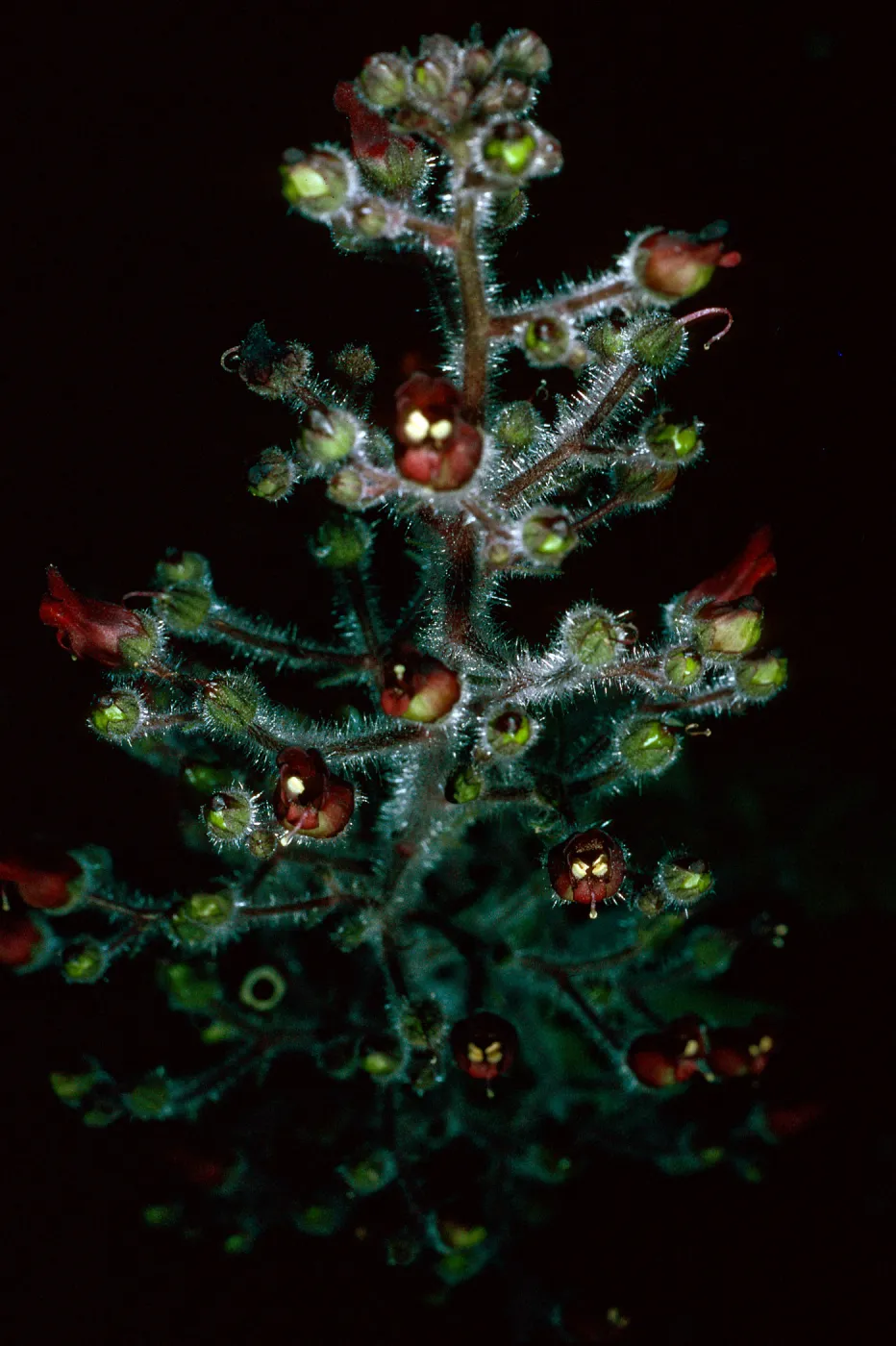 Scrophularia villosa, Avalon Canyon, Santa Catalina