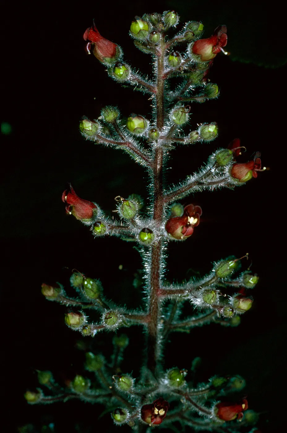 Scrophularia villosa, Avalon Canyon, Santa Catalina