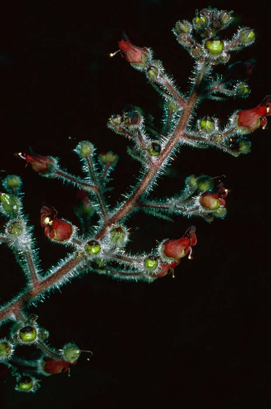 Scropphularia villosa, Avalon Canyon, Santa Catalina