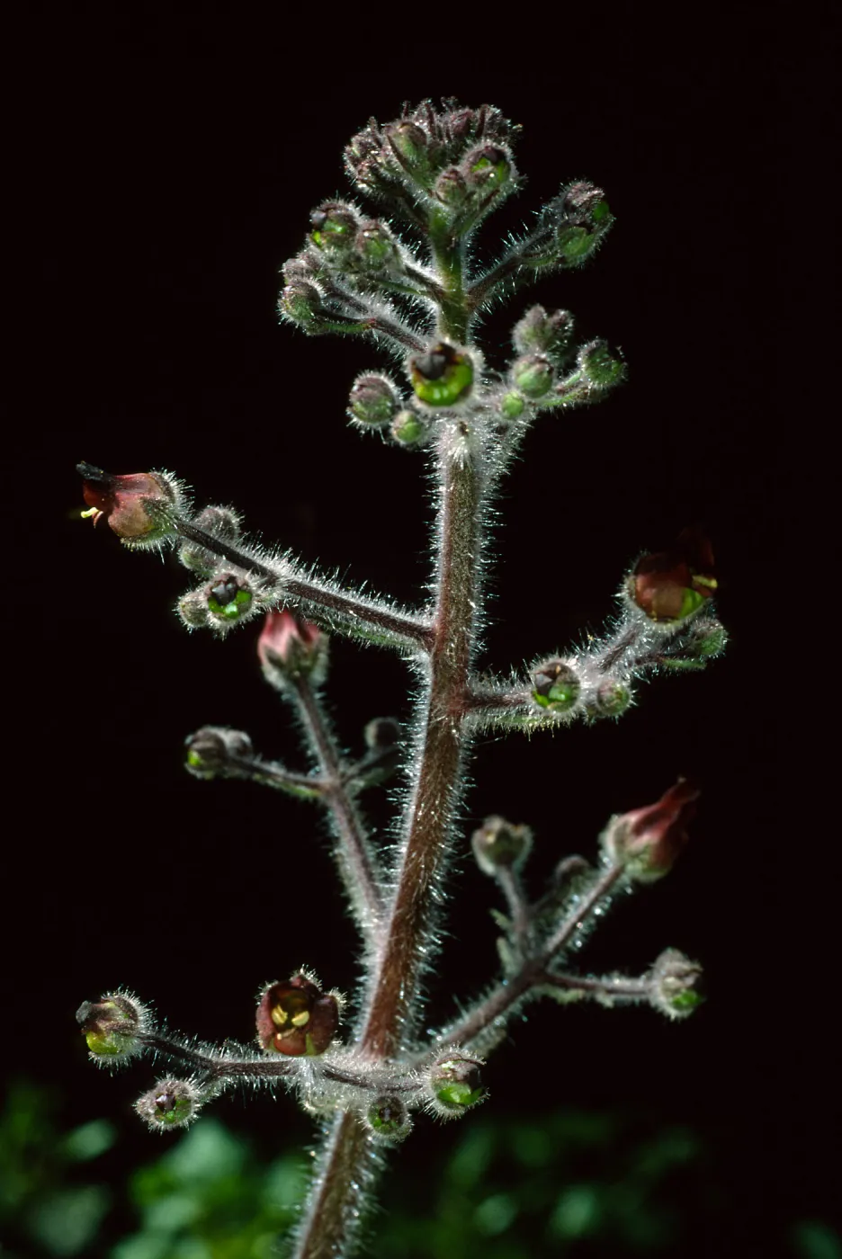  Scrophularia villosa, Cherry Canyon area, Catalina Island