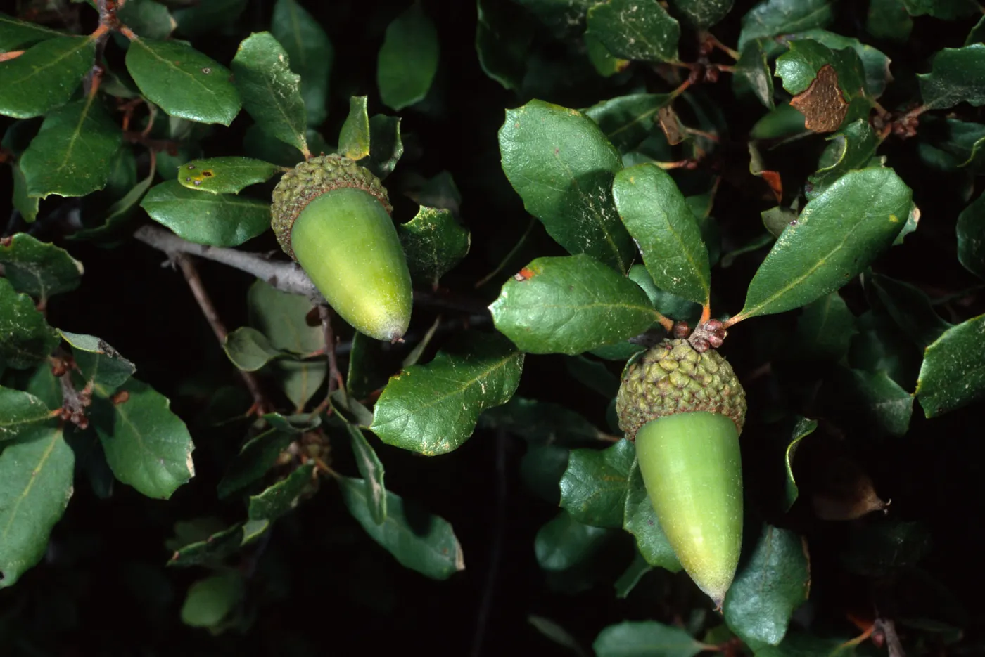Quercus pacifica, Airport Road, Catalina Island