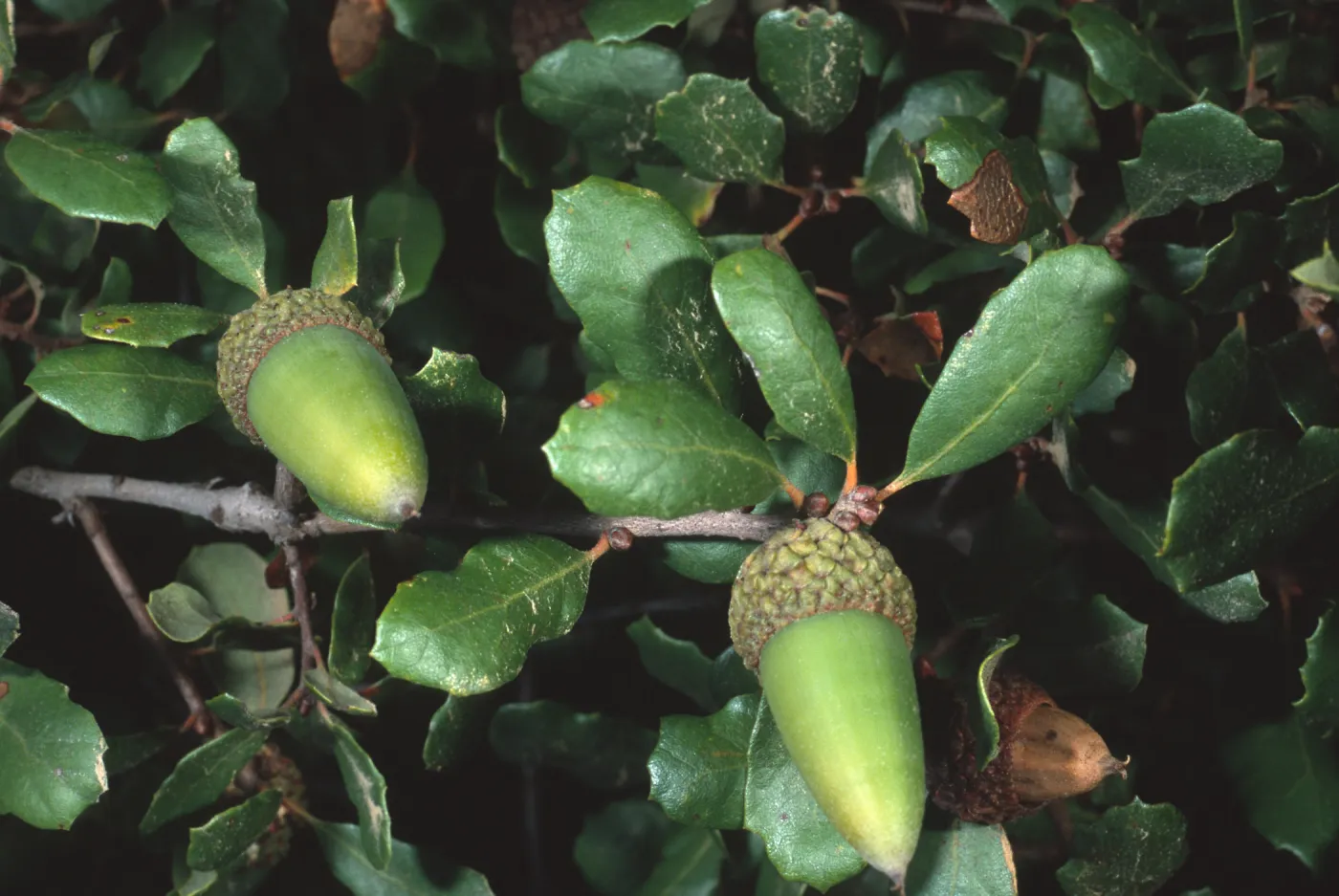 Quercus pacifica, Airport Road, Catalina Island