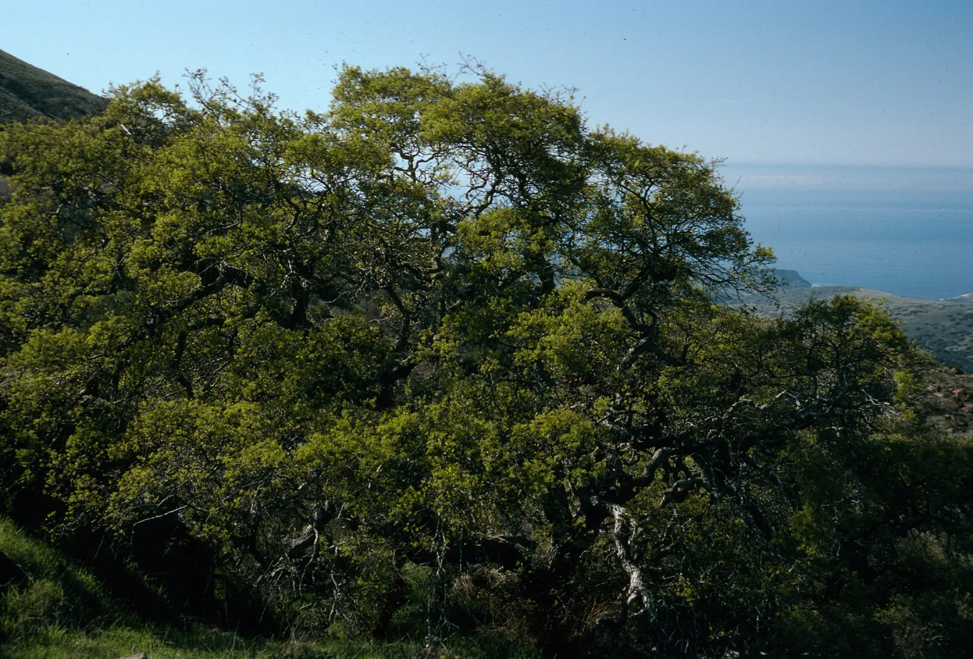 Quercus pacifica, along road to Little Harbor, Catalina Island