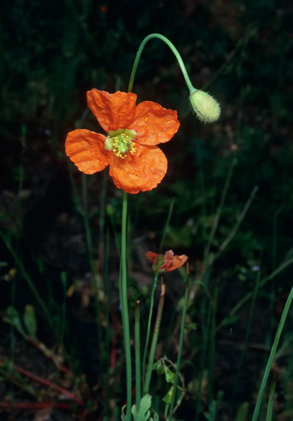Papaver californicum, burn at Lake Cachuma, Santa Barbara County