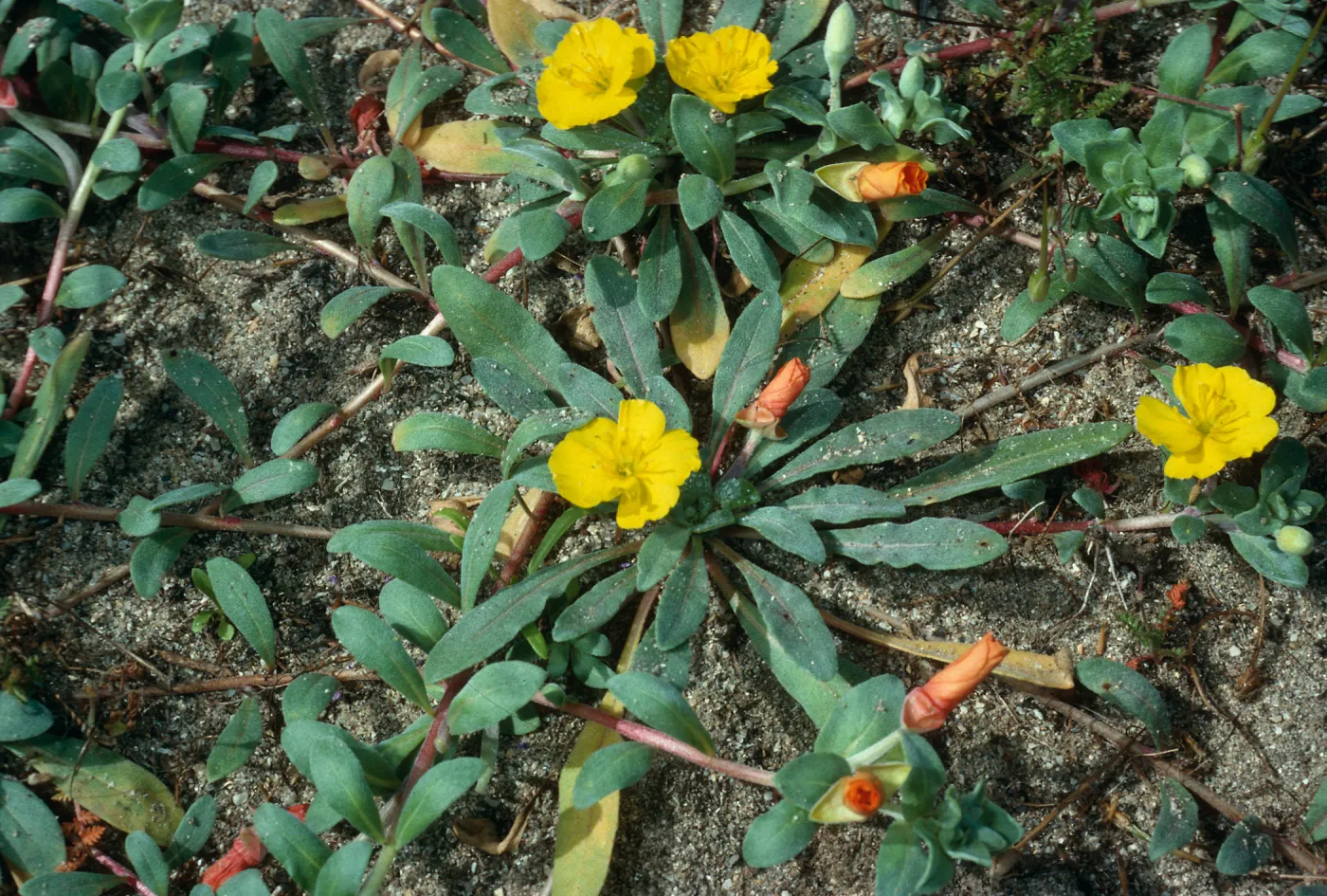 Camissonia cheiranthifolia, West of Corral Harbor, San Nicolas Island