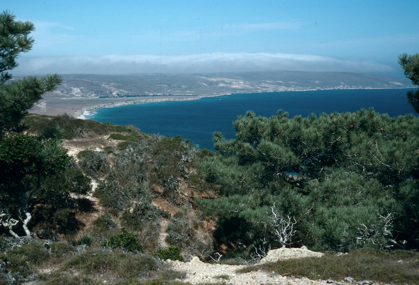 Torrey Pines, Beechers Bay, Santa Rosa Island