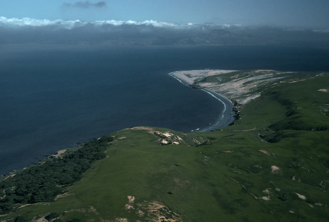 Skunk Point, East end of Torrey Pines, Santa Rosa Island