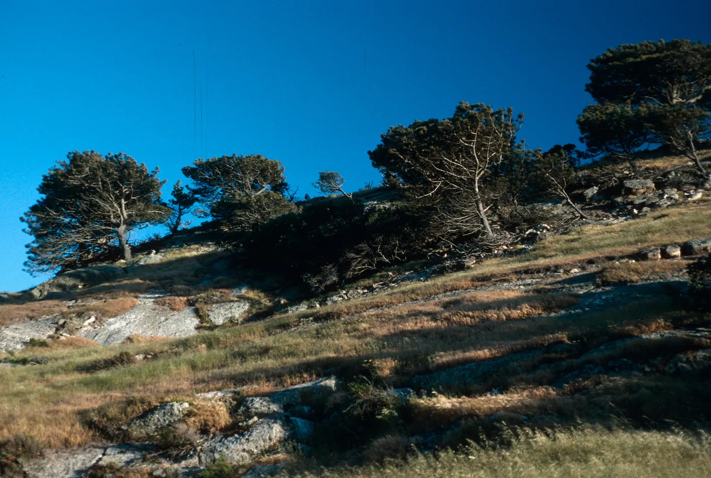 Torrey Pines, Box Canyon, Santa Rosa Island