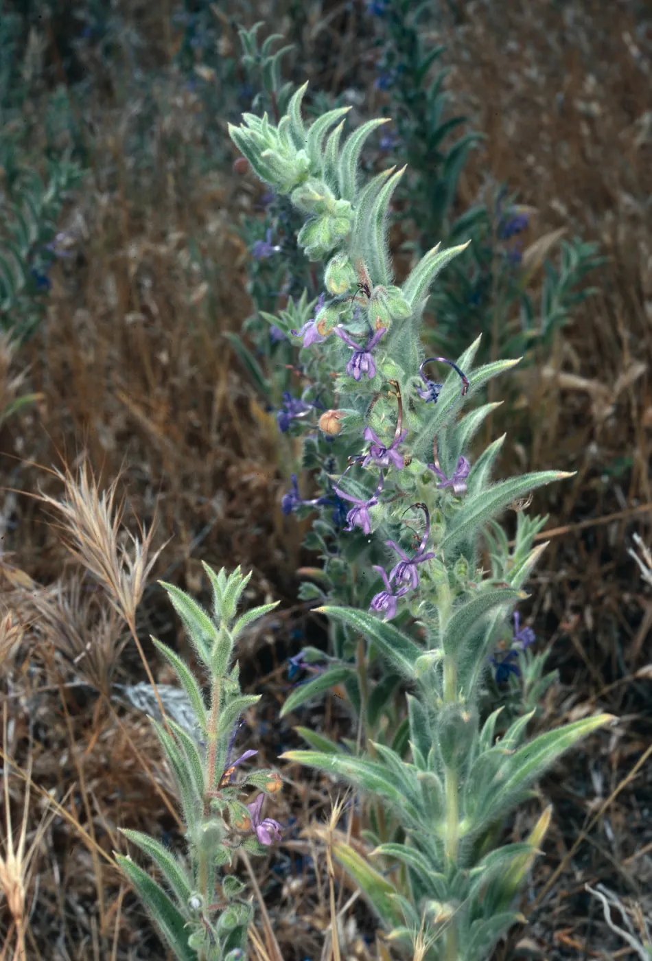 Trichostema lanceolata, trip to Pleito Creek, Los Padres National Forest