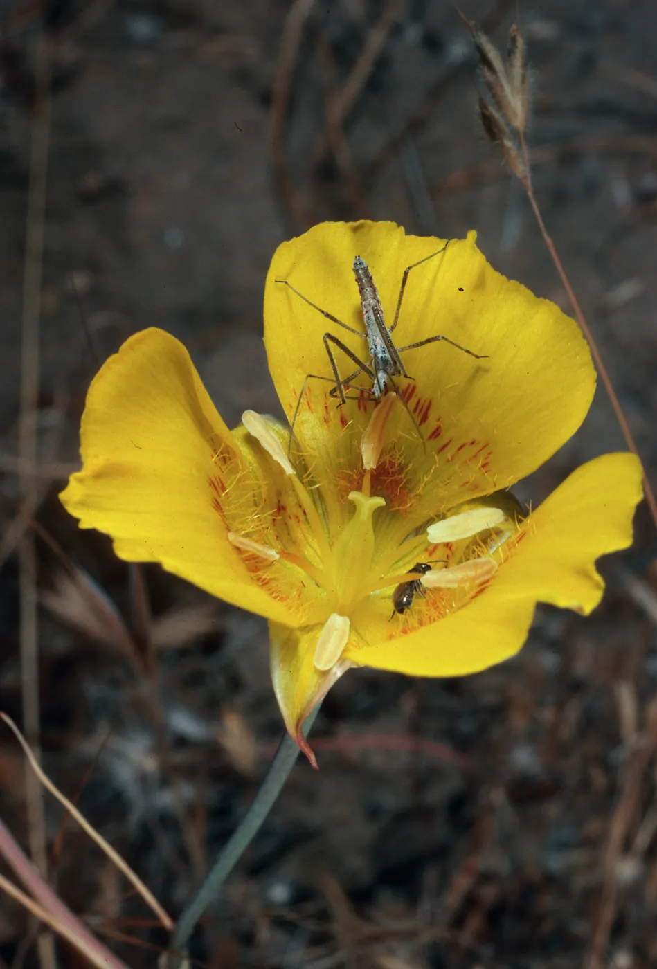 Calochortus luteus, Alameda de Los Coches Prietos, Santa Cruz Island