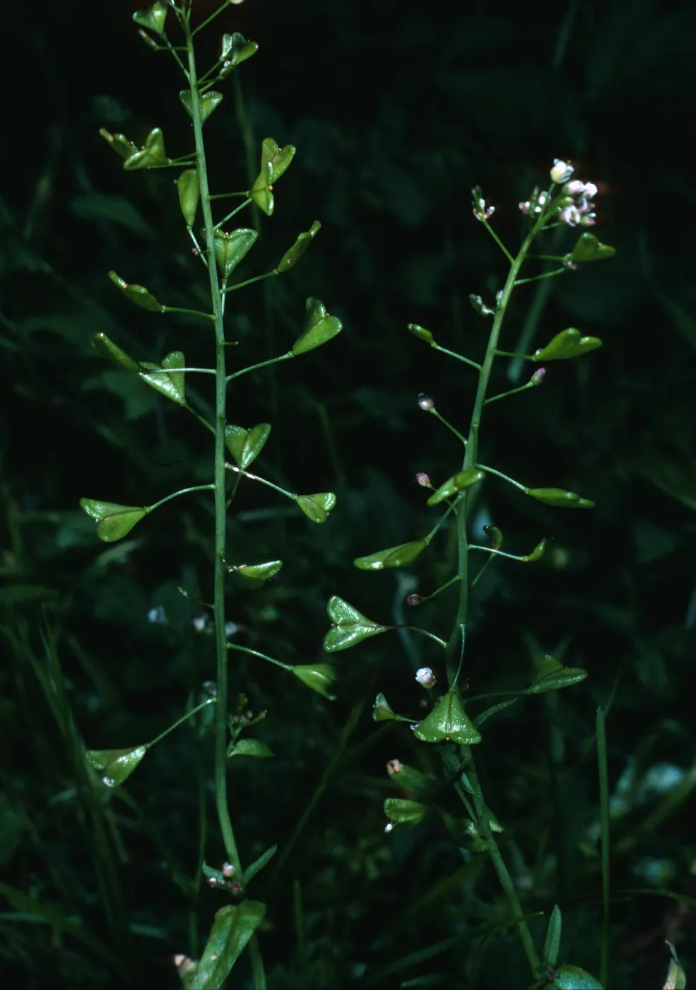 Capsella bursa-pastoris, field station, Santa Cruz Island