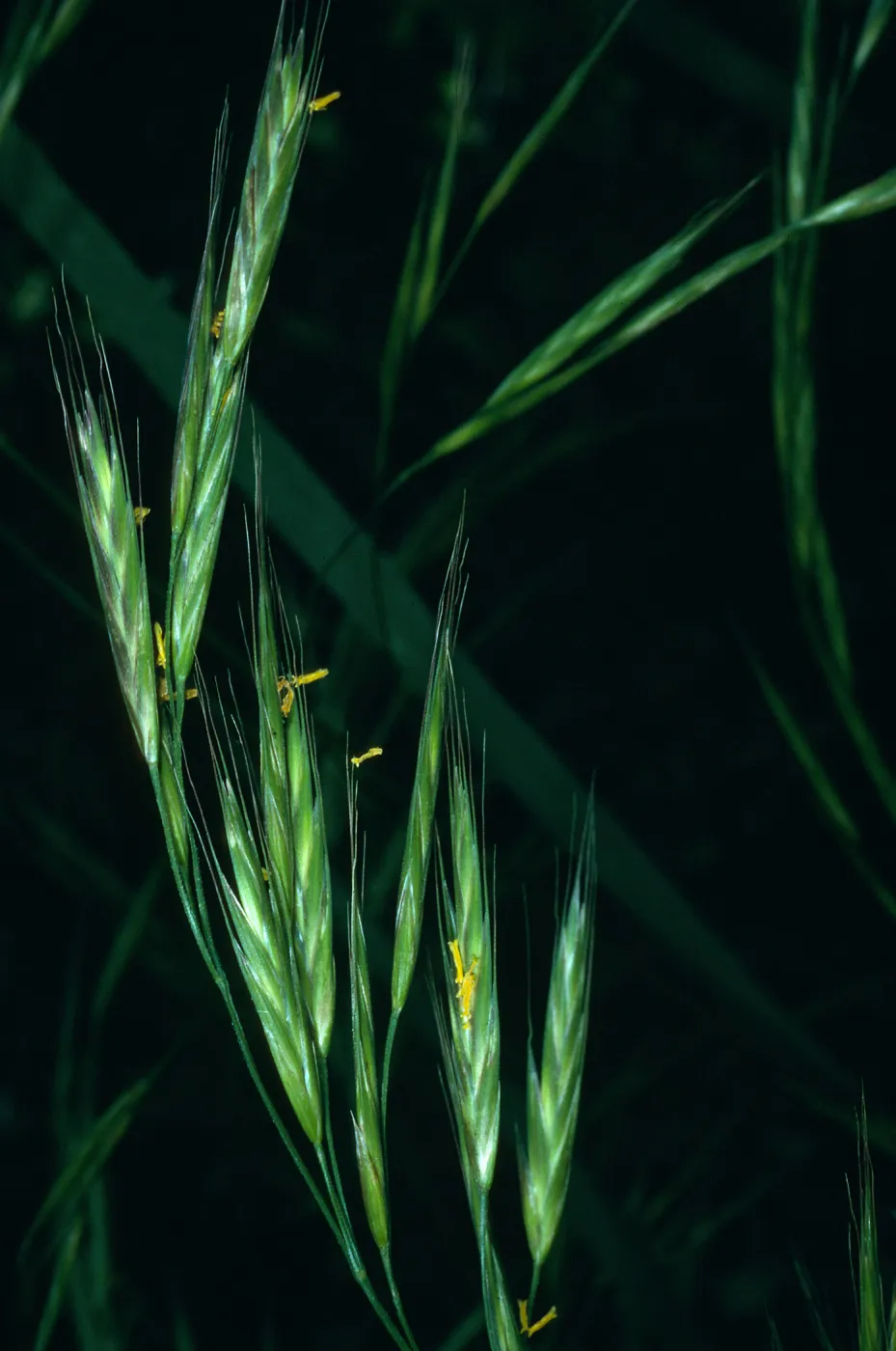 Bromus carinatus, West of the cabins, Central Valley, Santa Cruz Island