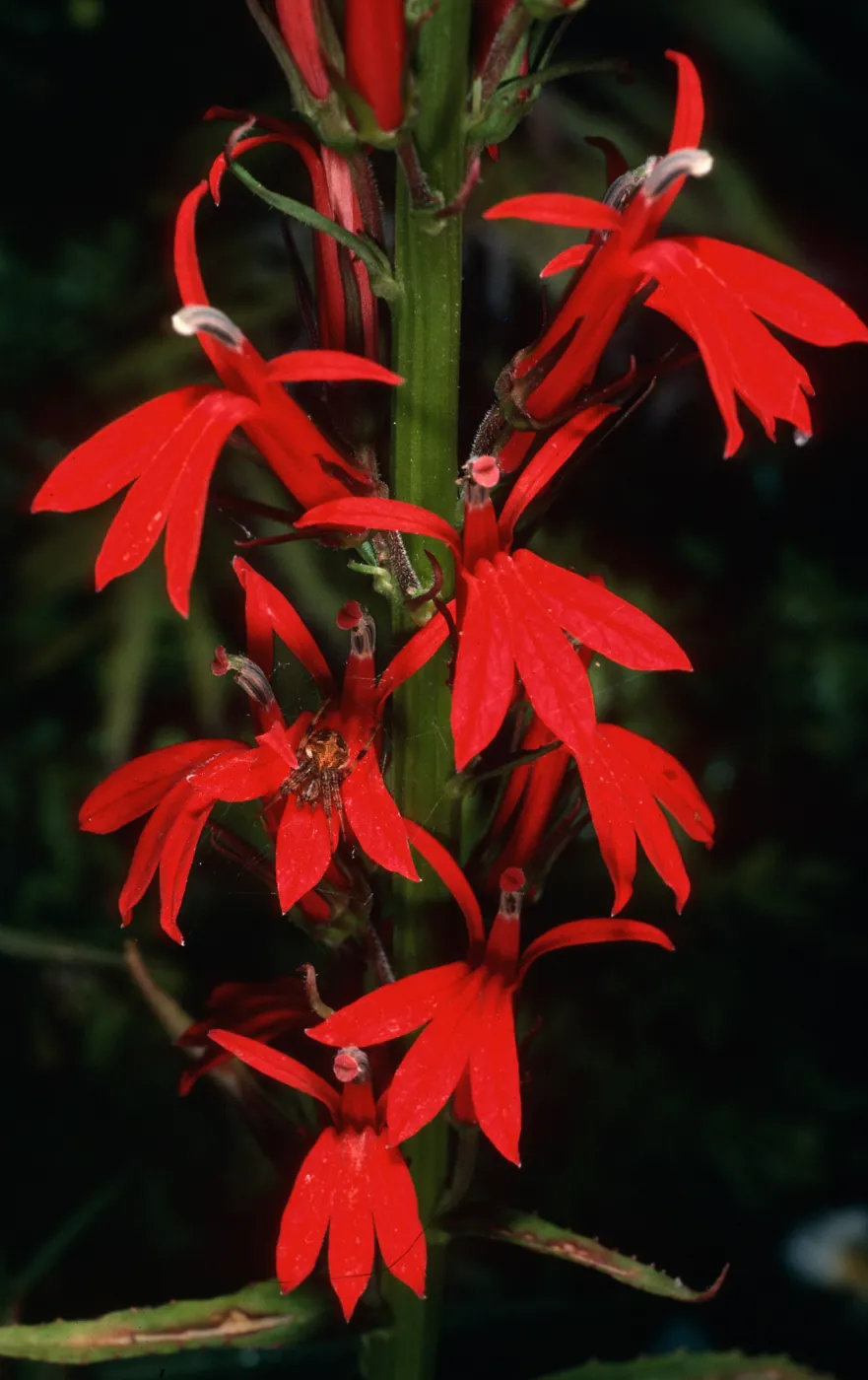 Lobelia cardinalis, Arroyo Section, Santa Barbara Botanic Garden