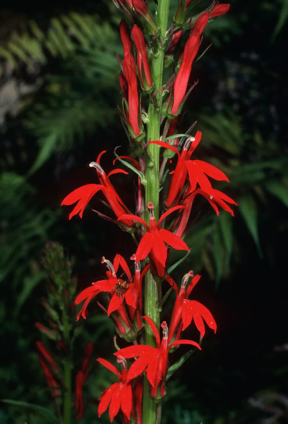 Lobelia cardinalis, Arroyo Section, Santa Barbara Botanic Garden