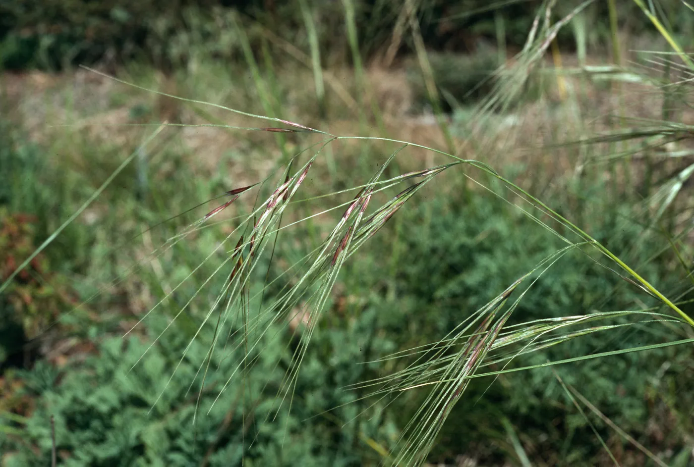 Stipa pulchra (=nassella), Santa Barbara Botanic Garden
