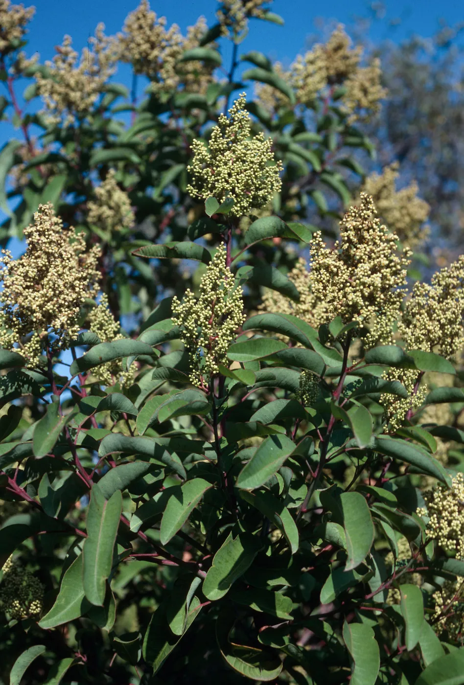 Rhus laurina (=Malosma laurina), Tunnel Trail, Santa Barbara County