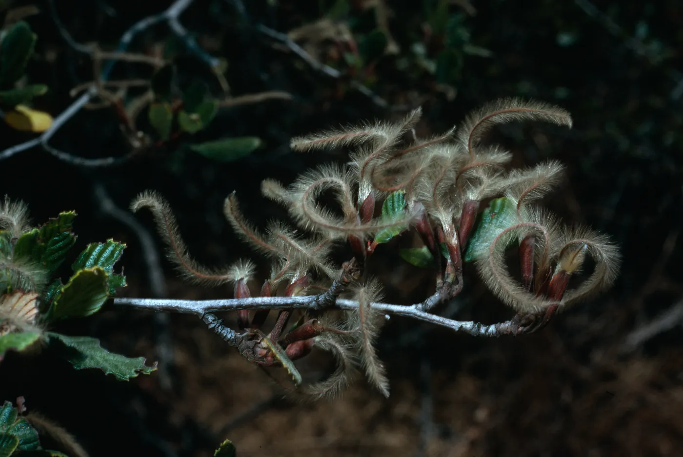 Cercocarpus betuloides, Tunnel Trail, Santa Barbara County